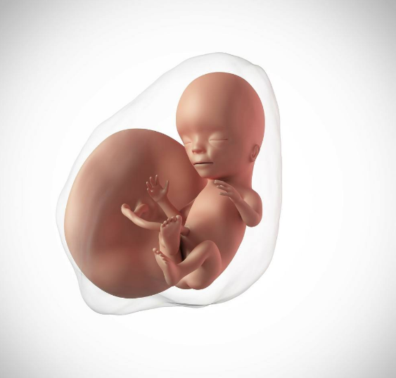 做試管嬰兒身材會走形嗎 備孕身材走形怎么避免