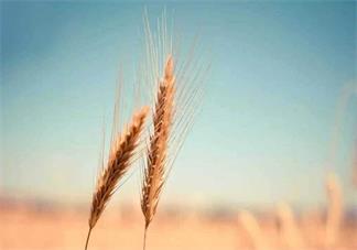 關于處暑相關說說 今日處說說說朋友圈