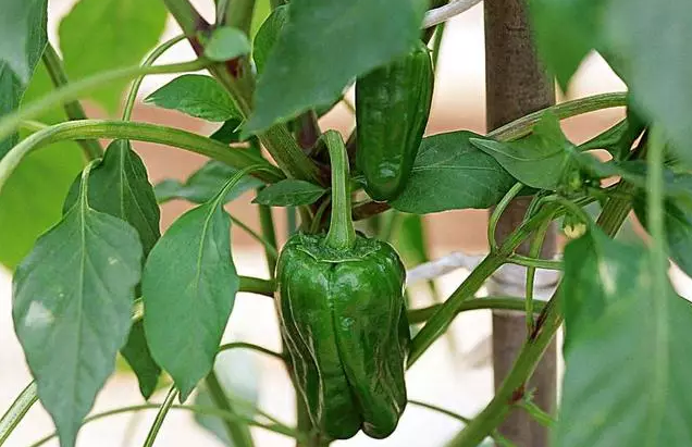 辣椒葉能吃嗎 辣椒葉應該怎么吃