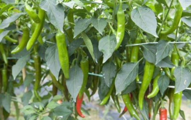 辣椒葉能吃嗎 辣椒葉應該怎么吃