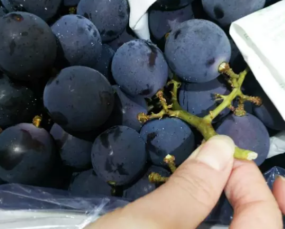 懷孕吃了酒味的葡萄 巨峰葡萄有酒味孕婦能吃嗎