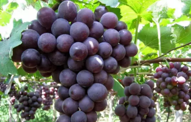 懷孕吃了酒味的葡萄 巨峰葡萄有酒味孕婦能吃嗎