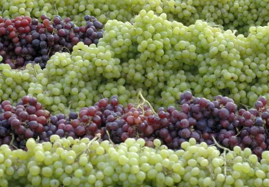 懷孕吃了酒味的葡萄 巨峰葡萄有酒味孕婦能吃嗎