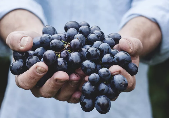 葡萄長斑還能吃嗎 葡萄皮上有黑斑能不能吃