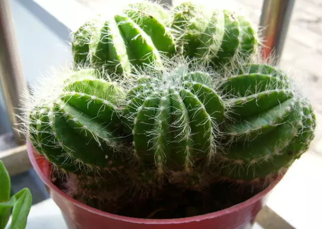 孕婦適合種什么花 孕期房間內(nèi)擺什么花合適