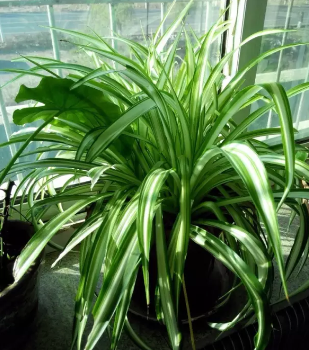 孕婦適合種什么花 孕期房間內(nèi)擺什么花合適