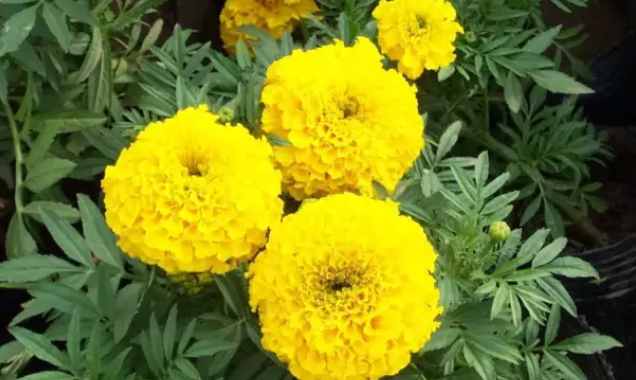 孕婦適合種什么花 孕期房間內(nèi)擺什么花合適