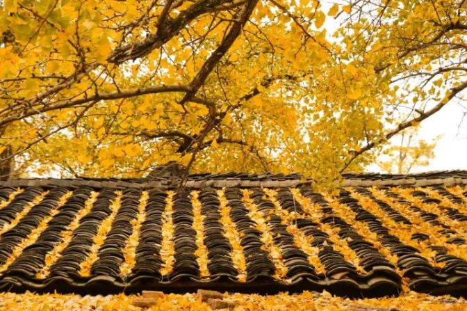 秋季適合帶孩子去哪玩 秋季親子游旅行攻略2018