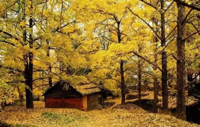 秋季適合帶孩子去哪玩 秋季親子游旅行攻略2018