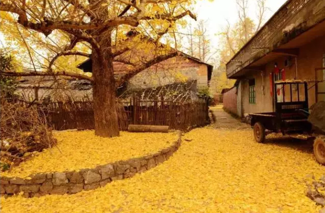 秋季適合帶孩子去哪玩 秋季親子游旅行攻略2018