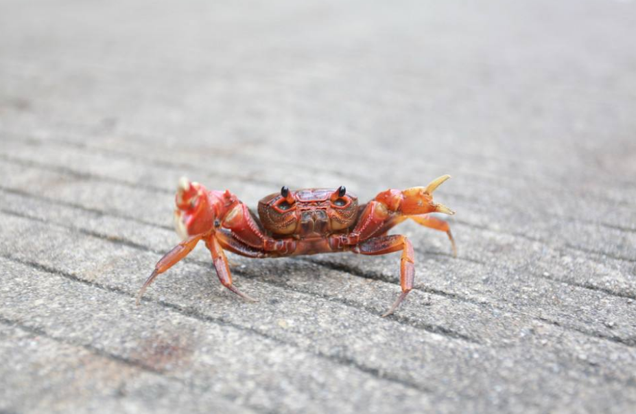 螃蟹不能和什么一起吃 吃螃蟹的時候要注意什么