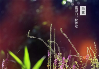 白露相關的古詩詞 白露節氣詩詞賞析