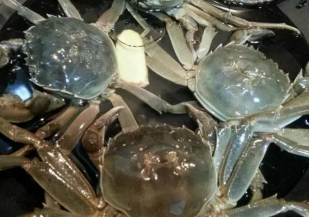 寶寶幾歲可以吃螃蟹 哪些寶寶不適合吃螃蟹