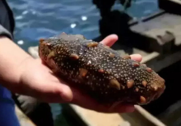 寶寶可以吃海參嗎 寶寶吃海參有哪些營養