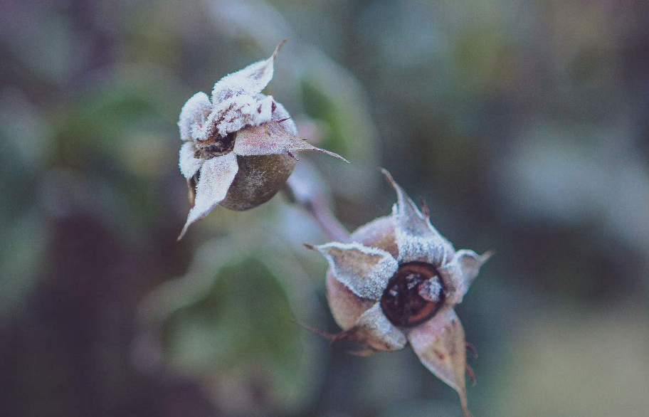 今日寒露早安心語 今日寒露的心情說說圖片