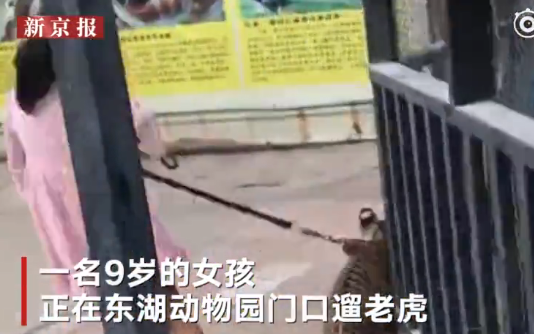 9歲女孩遛老虎是真的嗎 9歲女孩遛老虎怎么回事