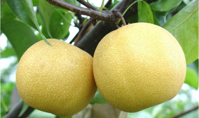 孕早期吃這些食物 寶寶很健康