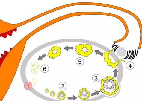 卵子不發育怎么辦 卵子發育不良改善方法 卵子不發育怎么辦 卵子發育不良改善方法