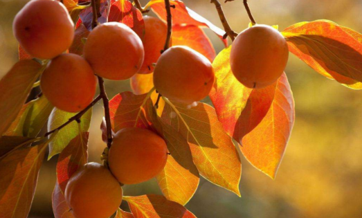 孕婦吃柿子補碘嗎   孕婦補碘吃什么好