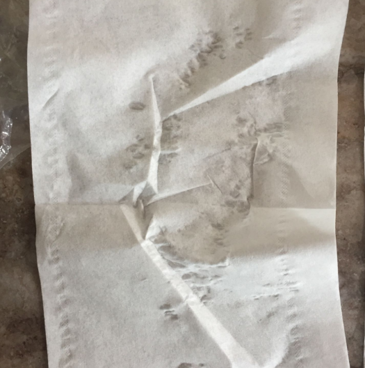 好奇銀裝成長褲和花王對比 好奇銀裝成長褲好不好用