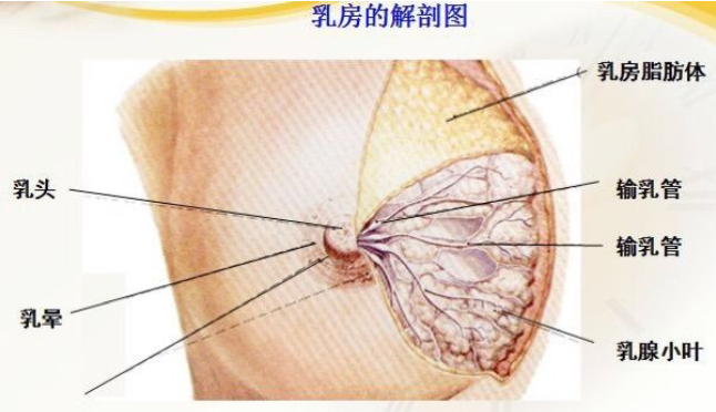 堵奶熱敷還是冷敷 堵奶怎么疏通 堵奶熱敷還是冷敷 堵奶怎么疏通