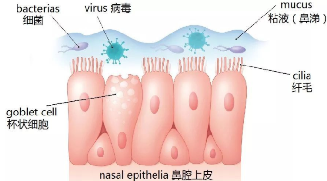 鼻涕顏色能反映寶寶病情嗎 如何區(qū)分不同鼻涕健康狀況