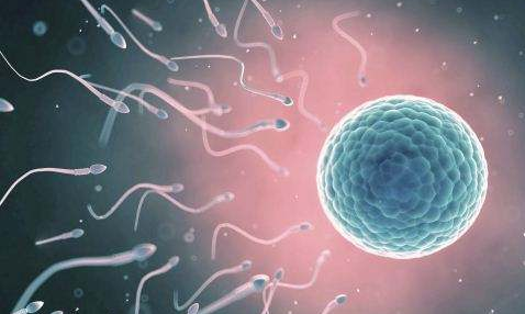 排卵期如何提高受孕幾率   排卵期受孕幾率高嗎