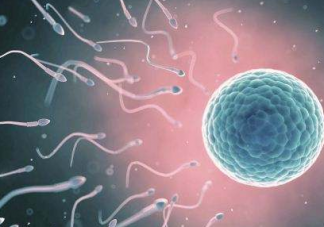 排卵期如何提高受孕幾率   排卵期受孕幾率高嗎