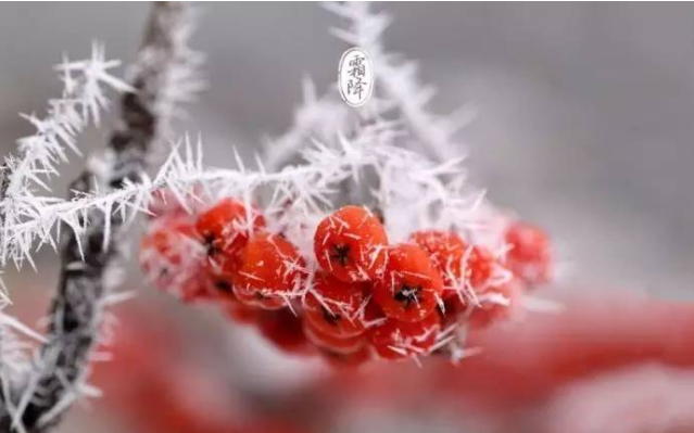 霜降時節的由來 關于霜降的詩詞典故