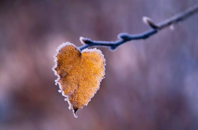 霜降時節的由來 關于霜降的詩詞典故