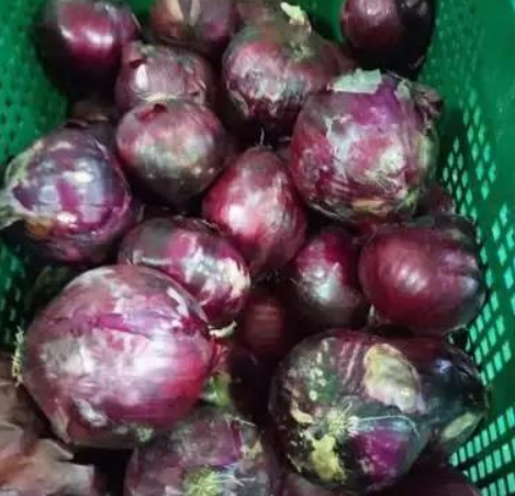 上海中芯國際學校食物變質 上海私立學校給孩子吃長毛的番茄