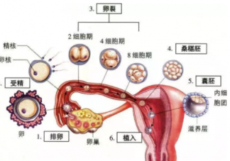 受精卵著床過程是怎么樣  受精卵著床過程及時間