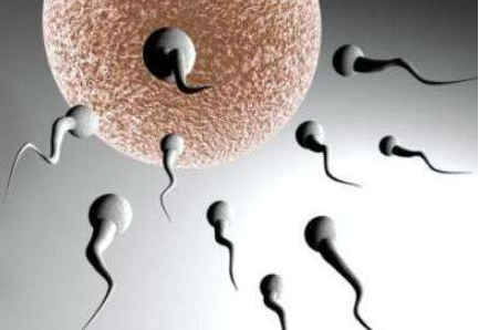 弱精癥和無精癥有什么區別 弱精癥吃什么食物好