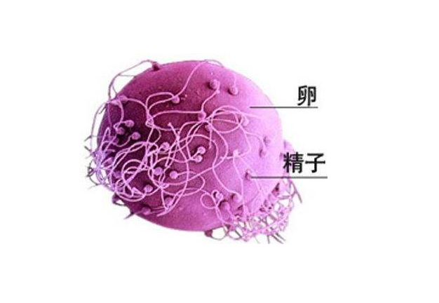 為什么患上免疫性不孕癥 如何預(yù)防免疫性不孕