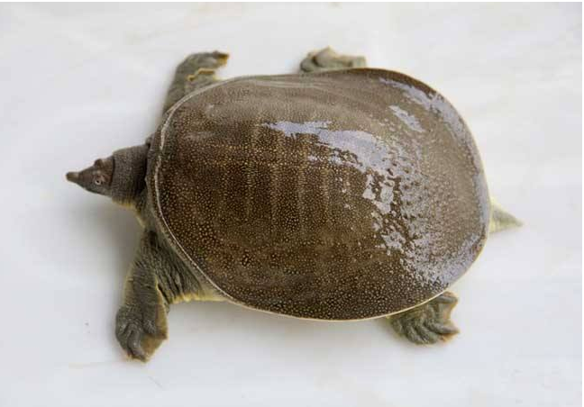 哺乳期可以吃甲魚嗎 甲魚不可以和什么一起吃