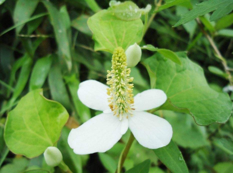 產后可以吃魚腥草嗎 吃魚腥草有什么好處