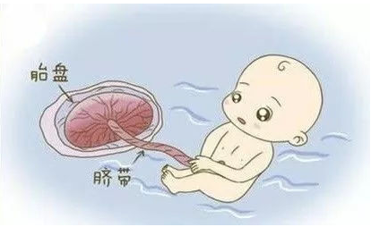 胎盤到底能不能吃呢 生完孩子胎盤是怎么處理的