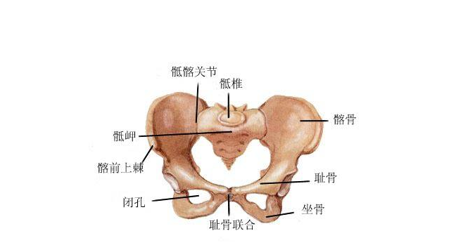 孕晚期恥骨疼是怎么回事 如何緩解孕期恥骨疼