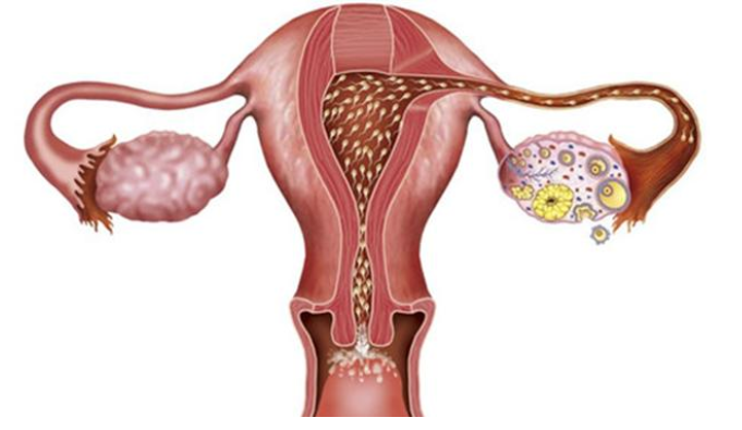 卵泡成熟不破裂是怎么回事 卵泡多大排出容易受孕 卵泡成熟不破裂是怎么回事 卵泡多大排出容易受孕