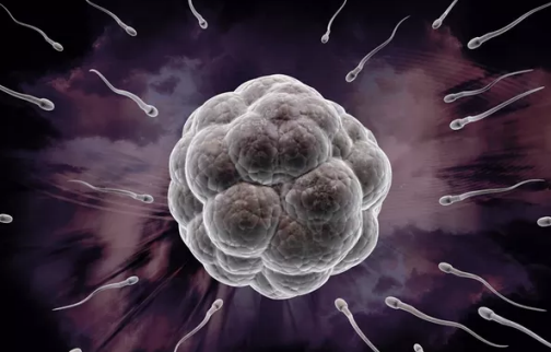 卵子存活時間是多久  卵子存活時間內(nèi)科學備孕