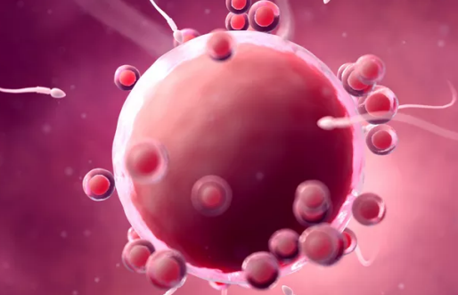 卵子存活時間是多久  卵子存活時間內(nèi)科學備孕