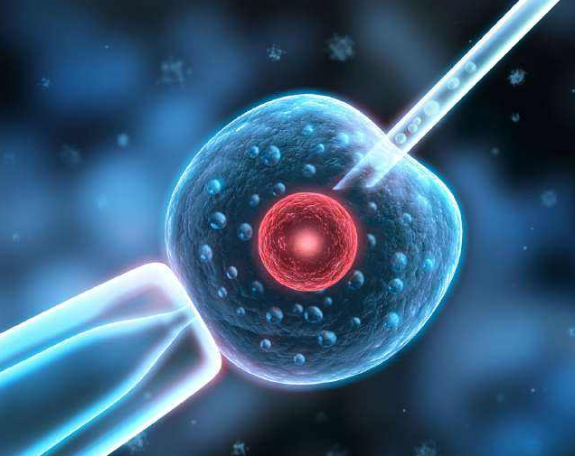 胎兒性別是什么時候開始決定的 胎兒性別是由誰決定的