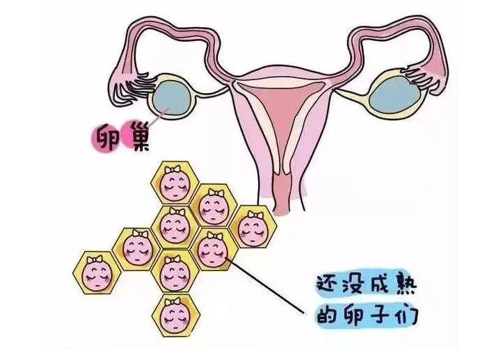 女性卵子是什么樣的 女性一個月排幾個卵子 女性卵子是什么樣的 女性一個月排幾個卵子