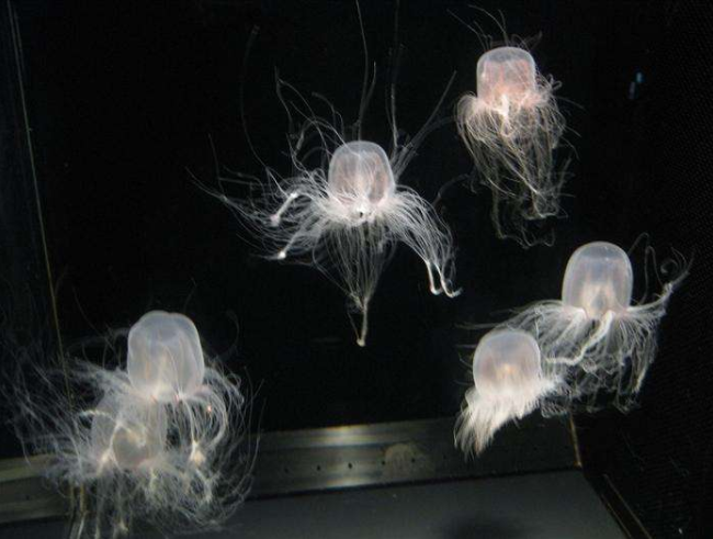 男性精子成熟要多久 多久排一次精子最好