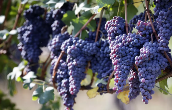 坐月子可以吃水果嗎 坐月子可以吃什么水果 坐月子可以吃水果嗎 坐月子可以吃什么水果