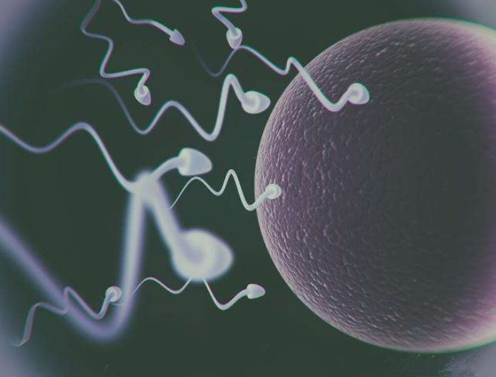 沒(méi)有受孕的精子去哪兒了 禁欲可以提高精子質(zhì)量嗎
