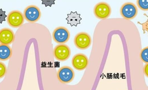 寶寶需要補充益生菌嗎 補充益生菌的好處介紹