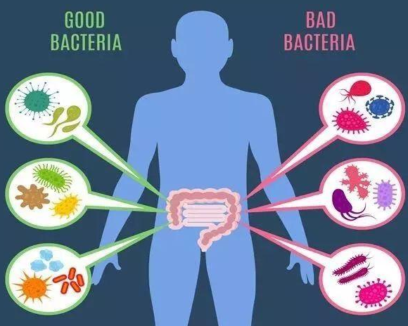 益生菌制劑和酸奶有什么不同 益生菌制劑和酸奶的區別