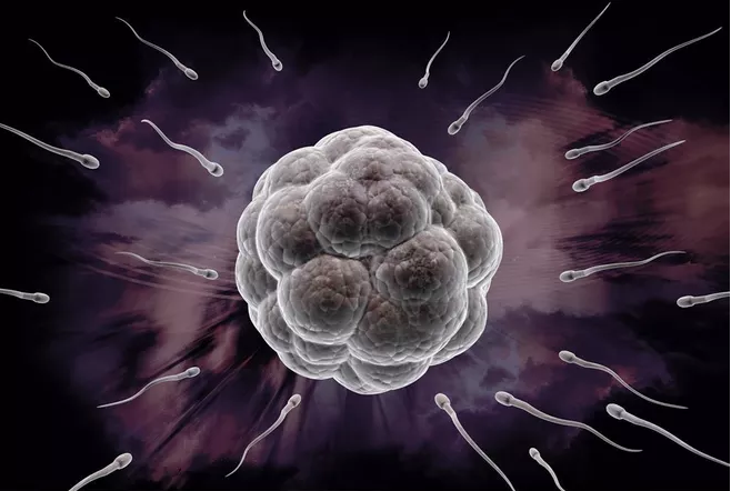 男性冷凍精子最佳年齡是什么時候 男性冷凍精子會影響試管嬰兒質量嗎