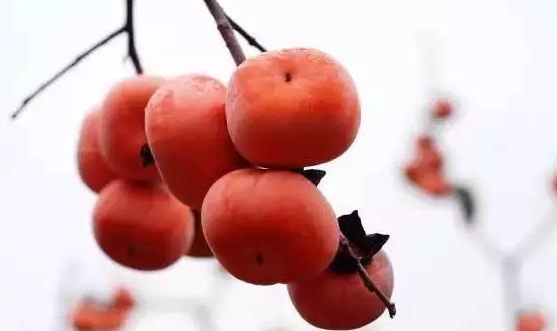 冬至吃什么水果好 冬至水果選擇推薦